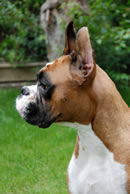 Mama Roxy on guard