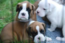 Misha, Babbs, Patch