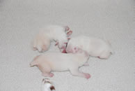 Three whites